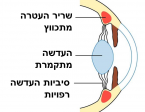 שריר מכווץ ממןסגר